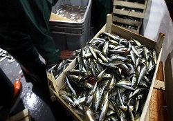 Gelibolu'da günde 8 ton balık tuzlanıyor