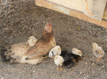 Annelerdeki 'içgüdü' değil sevk-i ilahi