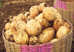 Yerli patates tohumu üretimine dekar başına 40 lira destek