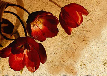 Bayramınız mübarek, hem de lezzetle dolsun