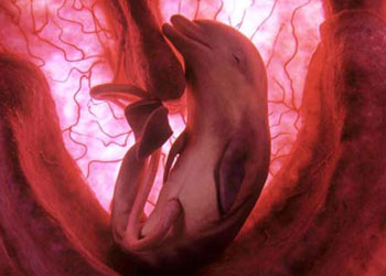 Hayvanların anne karnındaki uykusu - FOTO