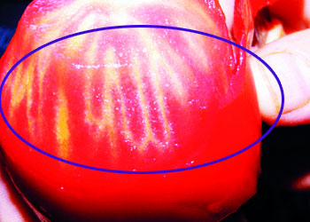 Domates kabuğunun altında Allah mucizesi