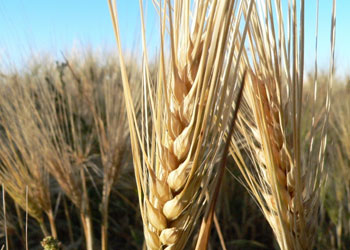 Bu sureler sizi müdafaa edecektir