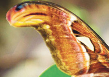 Dev kanatlı kelebek yılanları bile korkutuyor