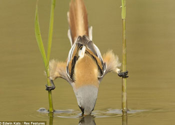 Allah'ın avlanmak için verdiği denge sanatı
