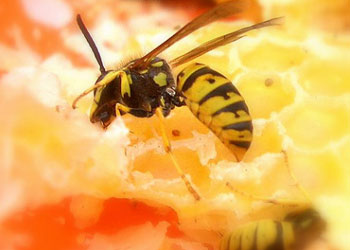 Böyle yapanın muvaffak olacağını ümid edin