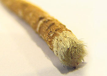 Ağızlarınız Kur'an'ın geçtiği yollardır