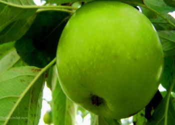 Felç riskine karşı 'Beyaz etli' sebze meyve