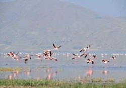 Tuz Gölü flamingo cennetine dönüştü