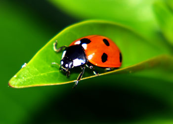 Uğur böceği artık şifa böceği olabilir