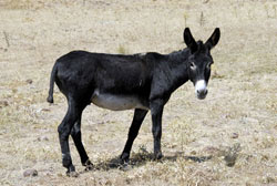Eşek, senden daha akıllı olması lazımdı!