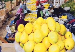 Türkiye ilk kez yerli limon, armut ve avokado üretti
