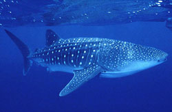 Bir küçük balık, balina ile aynıdır