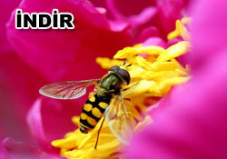 Risale-i Nur'dan vecizeli duvar kağıdı - [indir]