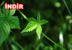 Risale-i Nur'dan vecizeli duvar kağıdı - [indir]