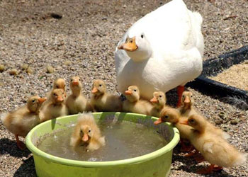 Aile saadetinin reçetesi, bireyden 'biz' olmak