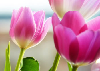 Lalenin anavatanı Türkiye