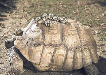 Annenin sırtının üstünde yerleri var
