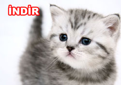 Risale-i Nur'dan vecizeli duvar kağıdı - [indir]