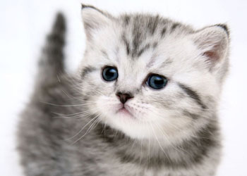 Kedi alerjisinin sebebini keşfettiler