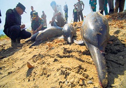 Şaşkın yunuslar karaya vurdu