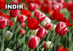Risale-i Nur'dan vecizeli duvar kağıdı - [indir]