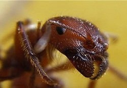 ABD milyonlarca 'çılgın' karıncanın istilası altında