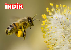 Risale-i Nur'dan vecizeli duvar kağıdı - [indir]