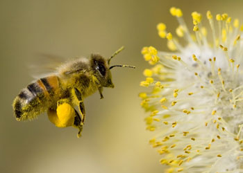 Doktor arılar elmaları iyileştirecek