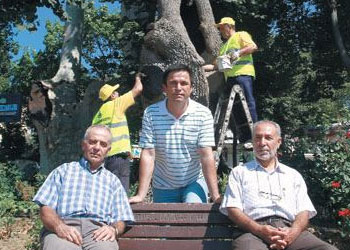 Tarihe tanıklık eden ağaçların doktorları