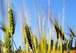 Kanada'da devlet tekeli kalkıyor