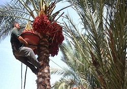Hamas ile İsrail arasında 'hurma ağacı dalı' krizi