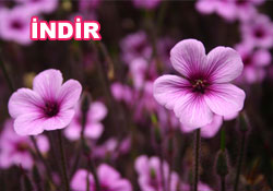 Risale-i Nur'dan vecizeli duvar kağıdı - [indir]