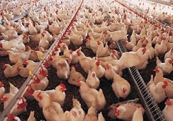 Tavuk eti üretimi arttı