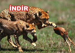 Risale-i Nur'dan vecizeli duvar kağıdı - [indir]