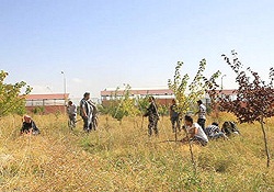 Ağaç yetişmez denilen alanda 99 tür ağaç