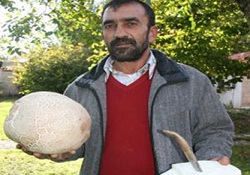 Bu mantar görenleri şaşırtıyor