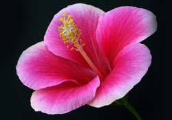 Kadının en esaslı özelliği sadakattir