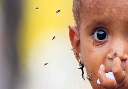 Dang hummasından ölenler 250 oldu