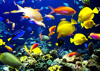 Akvaryum balıklarına canlı yem verme caiz midir?