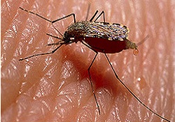 Sıtma günümüzde de tehlikesini koruyor