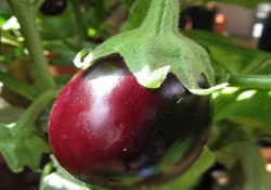 Eylül ayının zam şampiyonu patlıcan oldu