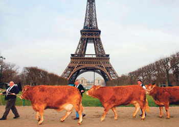 Huysuz angusların yerine 'limuzin'ler geliyor