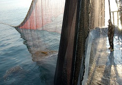 Japon balıkçılar, 11 milyon yen yakaladı