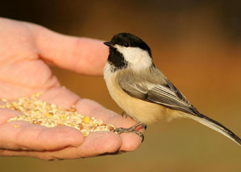 Kız öğrencilere ‘merhamet’ semineri