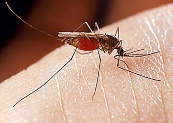 330 milyon insan sıtma tehlikesi yaşayacak