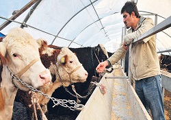 İthal 'limuzin' geldi, yerli besiciler isyan etti