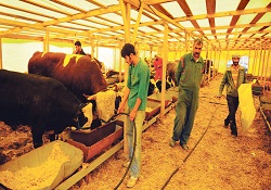 Bu yıl 'kurbanlık bulma sorunu' yaşanmayacak