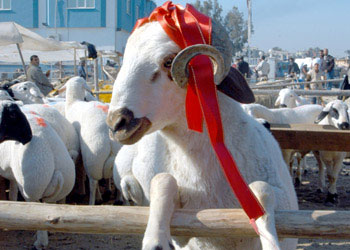 İlk kurbanlık fiyatları belli oldu