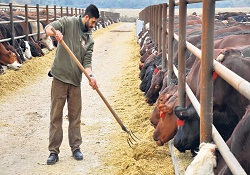 Limuzinleri büyük firmalar aldı, vatandaşa çok az kaldı